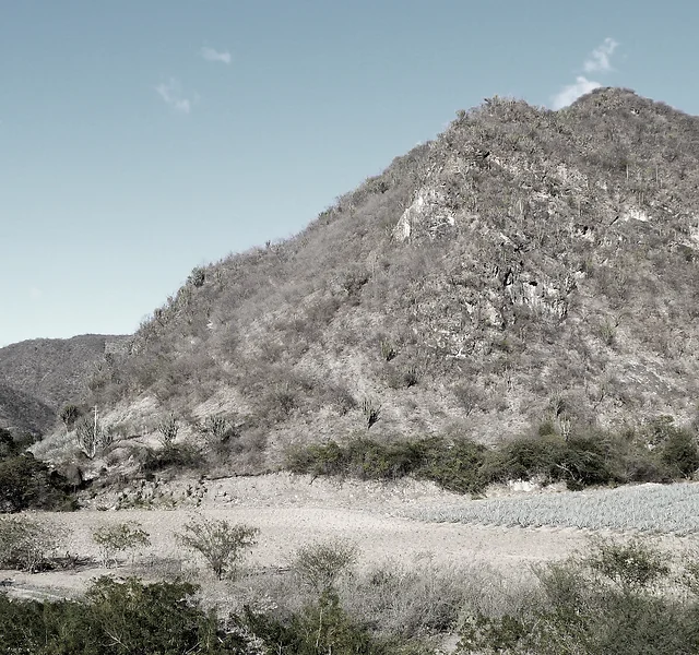 Rey Condoy Eduardo Limon rey condoy eduardo limon