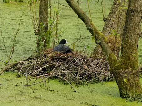 Wie sehr stören Angler am Gewässer die Natur?