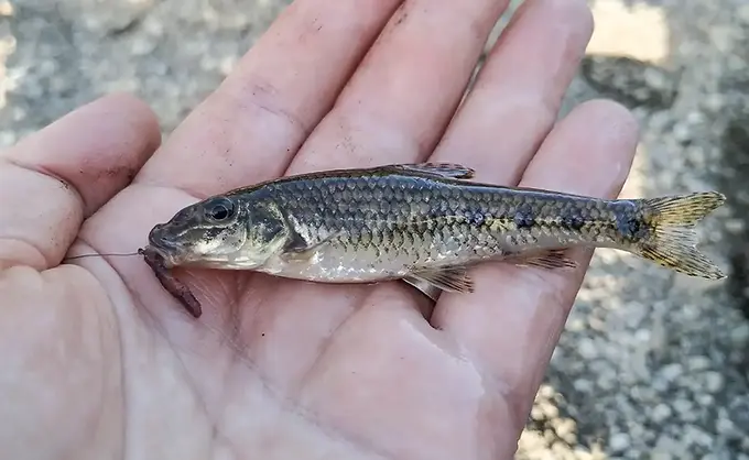 Geschützte Art in HH