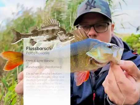 Ein großer Flussbarsch, gefangen mit der Spinnrute vom Autor und Angelausbilder Volker Hämmerling