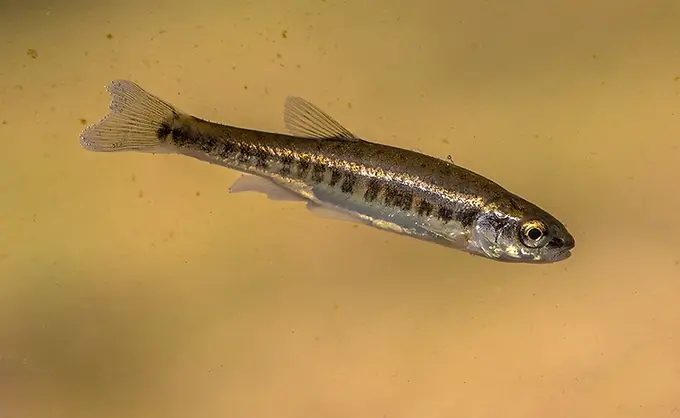 Geschützte Art in HH