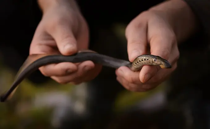 Geschützte Art in HH