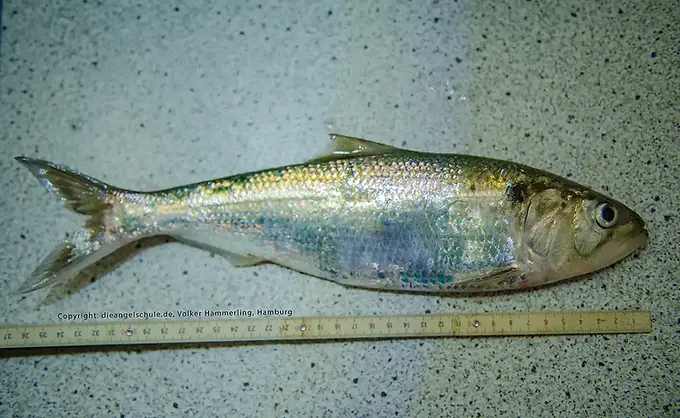 Geschützte Art in HH