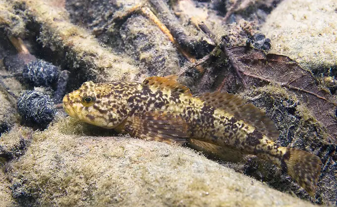 Geschützte Art in HH