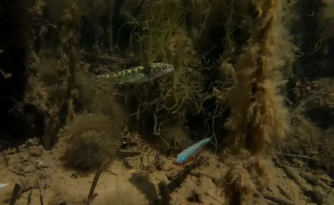 Geschützte Art in HH