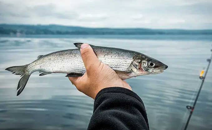 Geschützte Art in HH