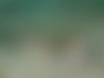 Ein Petermännchen liegt auf dem sandigen Boden unter Wasser