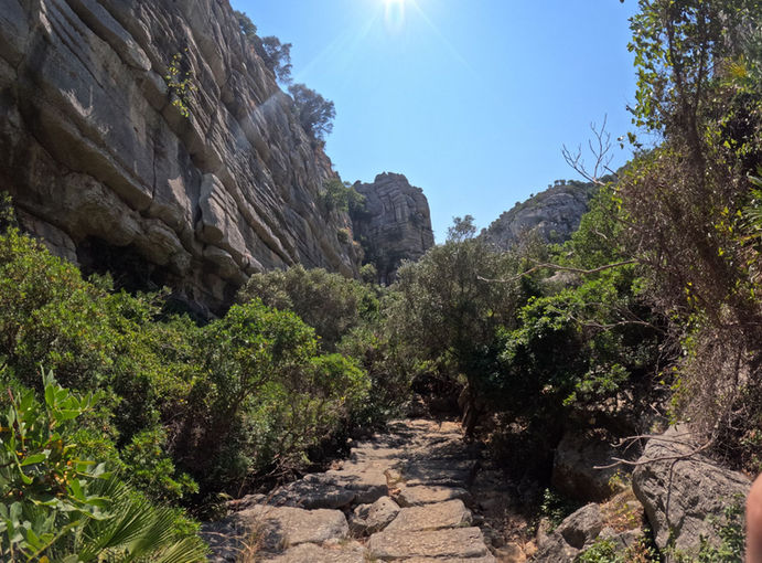 Blooming wildflowers in spring during nature marbella excursions.