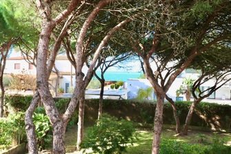 Garden with pine trees and glimpse of pool and house