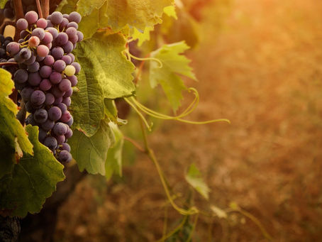 Bons ramos, bons frutos