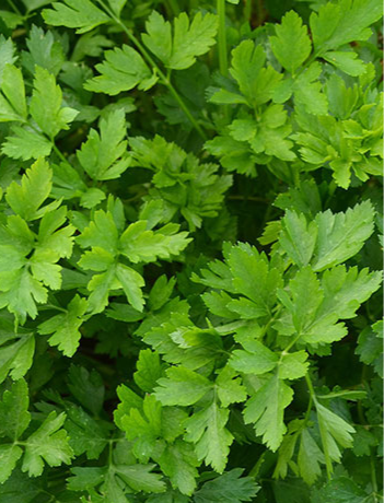 Parsley