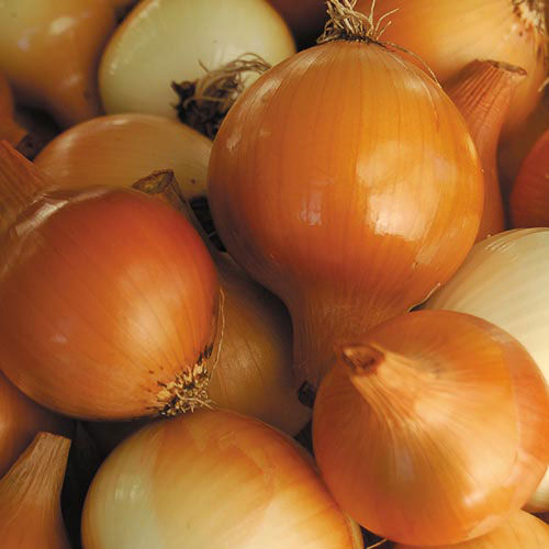 Onions