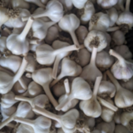 Garlic - Red Russian 1lb