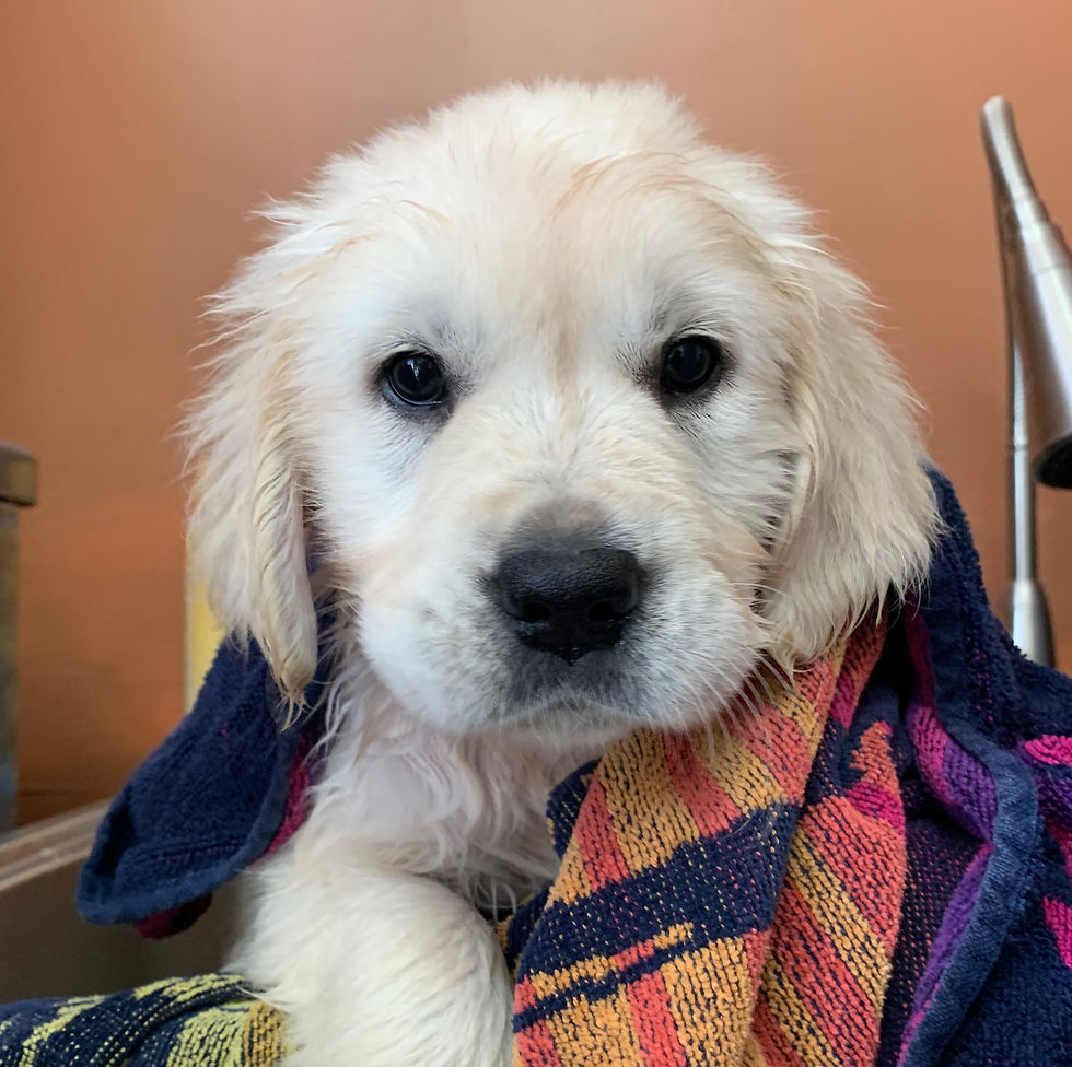 7 wks (after a bath)