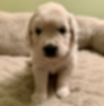 4 wks