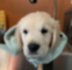 7 wks (after a bath)
