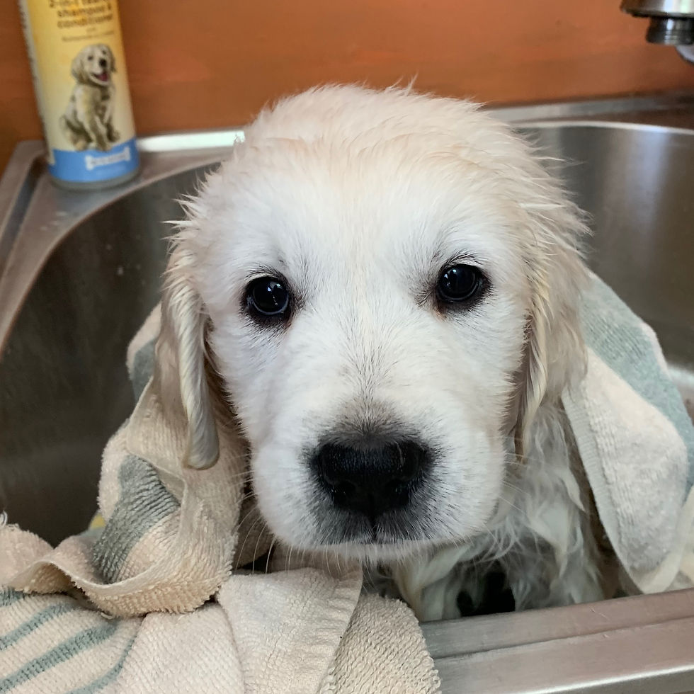 7 wks (after a bath)