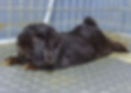 Samson