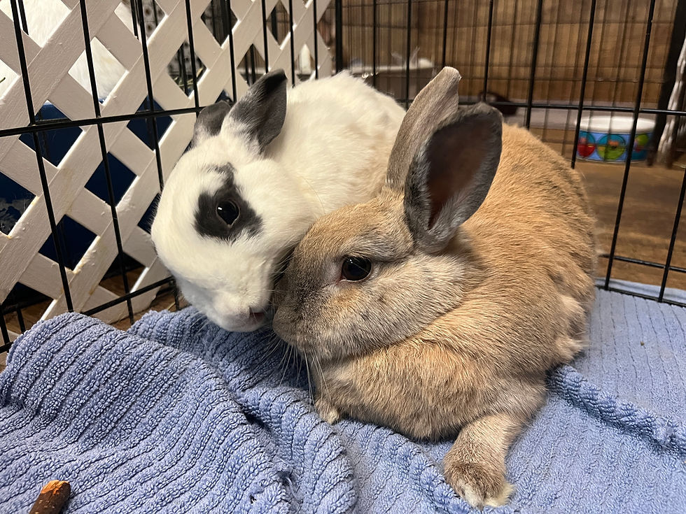 Ghost & Pumpkin