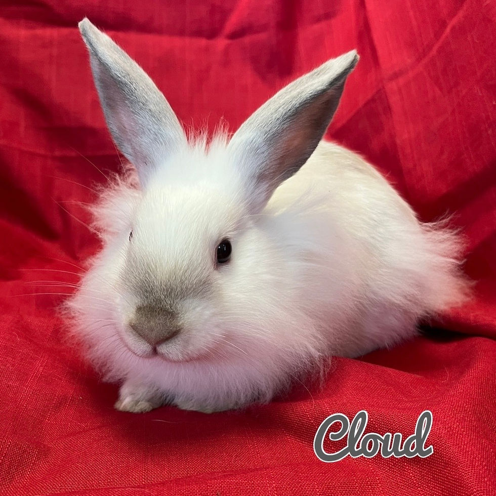 Cloud