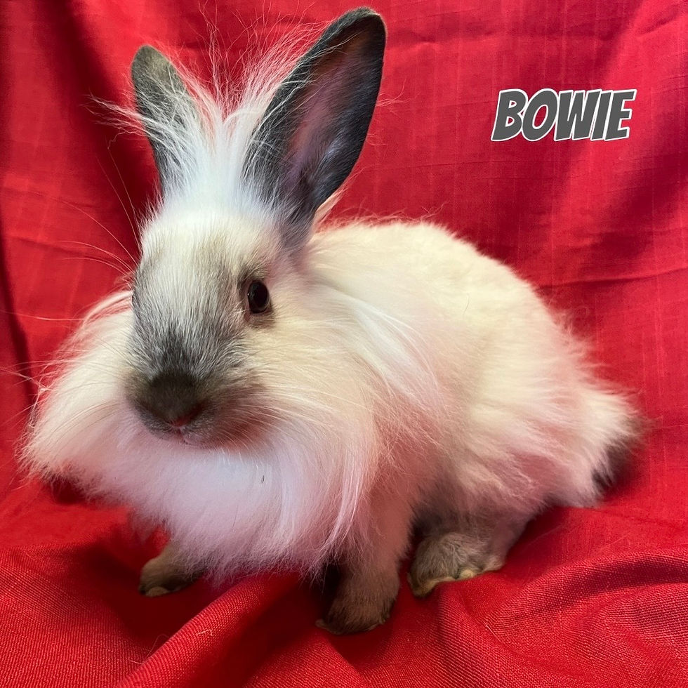 Bowie