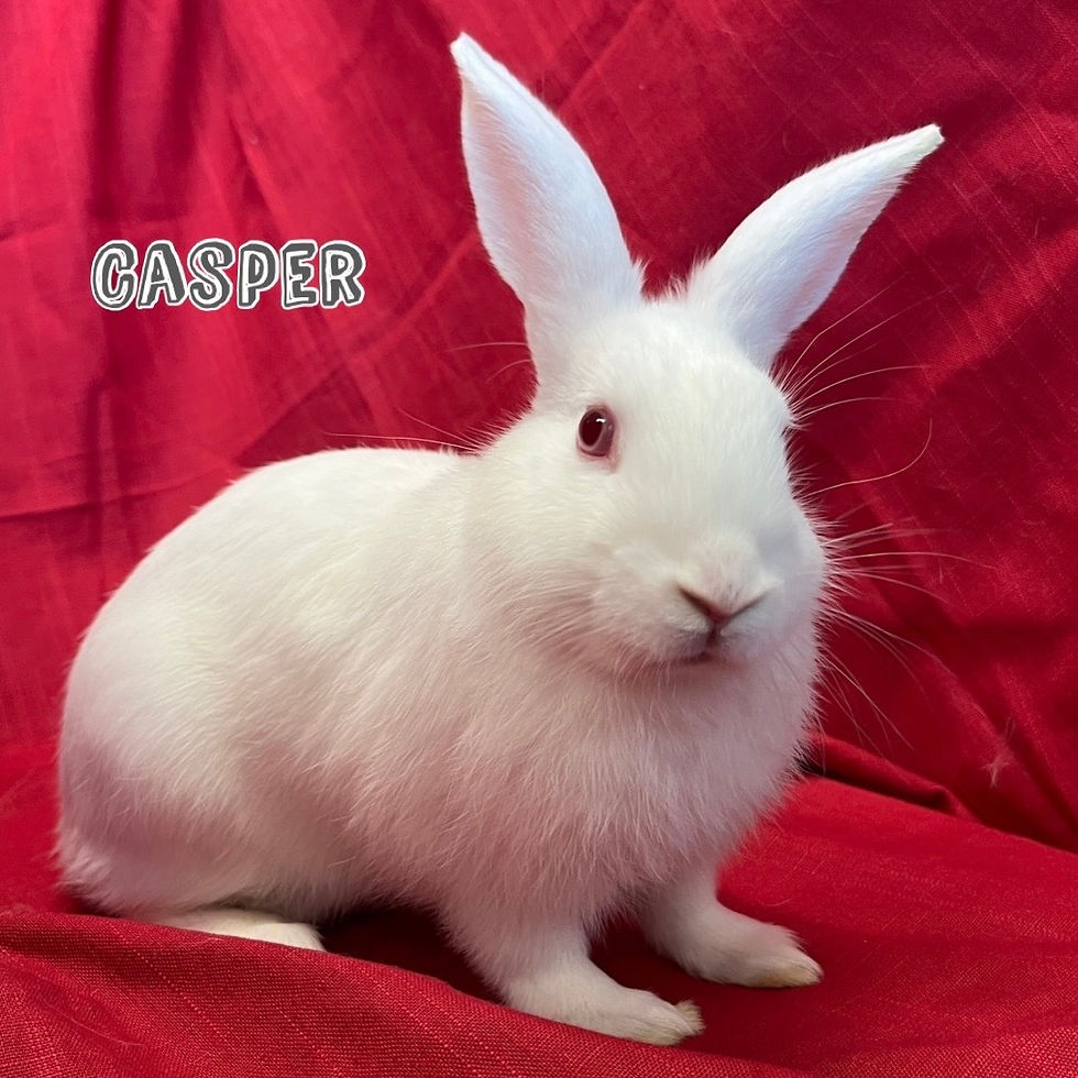 Casper