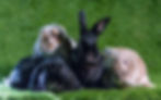 Ophelia, Greta, Harley and Clarita