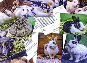 Sponsor a BunnyLuv bunny!