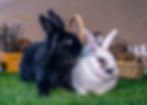 Arlo & Willow