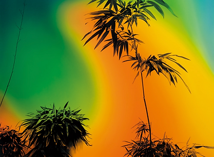 Rainbow Bamboo #3 (2021) oil on canvas, 200x150cm.png