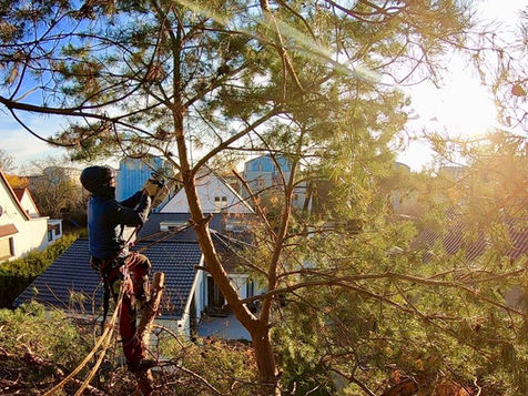 Baumpflege im Auftrag des öffentlichen Landes