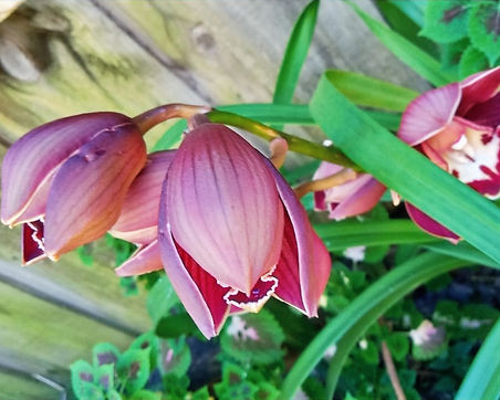 mums orchids_edited_edited.jpg