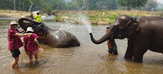 Copy of Copy of Elephant bathing