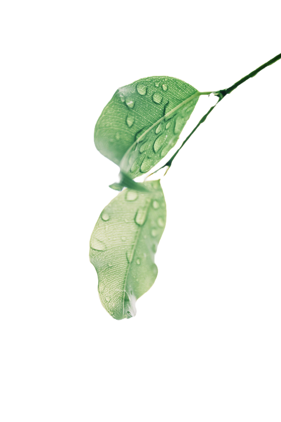 Leaf 2