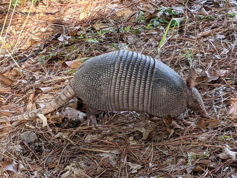 Armadillo