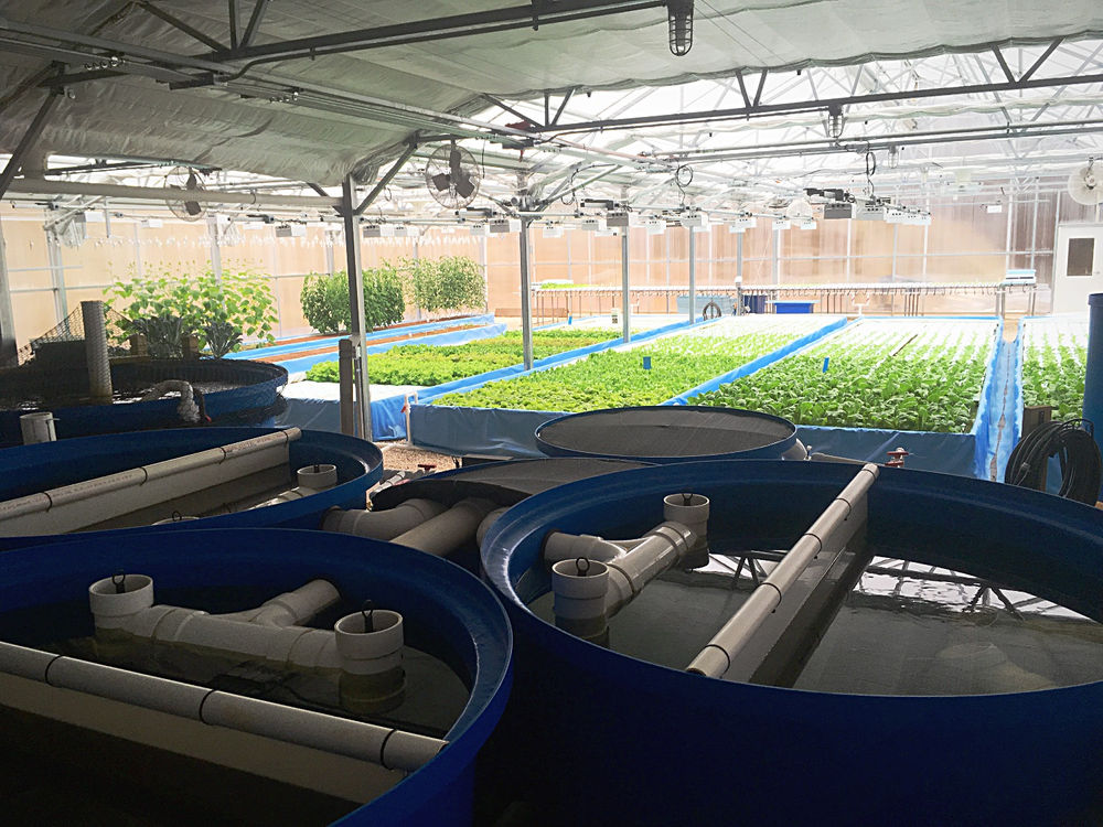 What is Aquaponics?