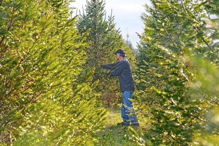 Tree christmas area pretend farm choose nov 2009 Christmas tree farms busy for the holiday season