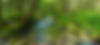 Stream surrounded by trees and greenery.