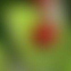 COSTA RICA : EN QUETE D'UN EDEN  - 90 MIN
