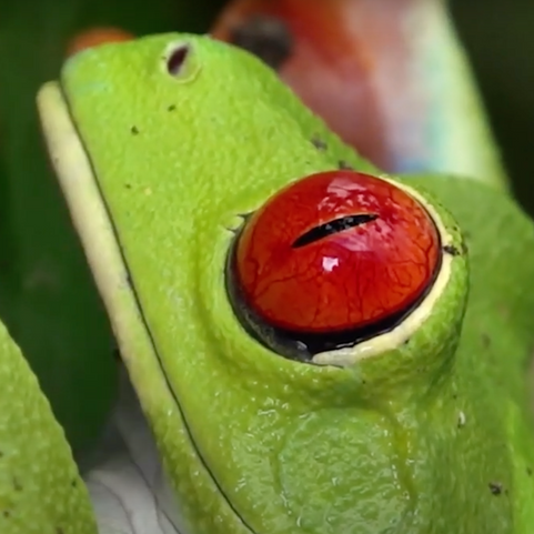 COSTA RICA : EN QUETE D'UN EDEN  - 90 MIN