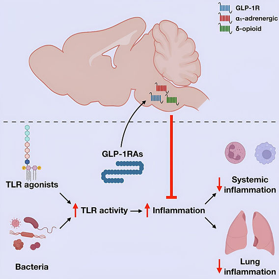 glp 1 receptor in brain Study identifies gut-brain-immune network influencing effectiveness of GLP-1  agonists