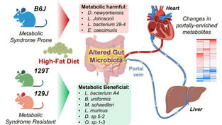Metabolites produced in intestine play central role in controlling obesity and diabetes