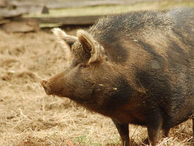 Mapping genome of Ossabaw pig gives further insights into human obesity and associated disease