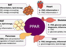 The future of obesity management – quintuple and other super polyagonists