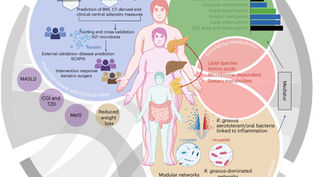 Metabolic BMI model uses AI to reveal hidden metabolic disorders