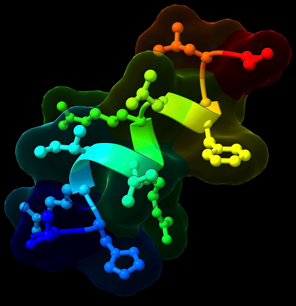 The 12-amino-acid BRP peptide (spheres are atoms and sticks are bonds) suppresses appetite and reduces weight gain in mice and pigs without causing nausea or food aversion. Credit: Katrin Svensson/Stanford Medicine