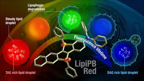 Study provides the first visual evidence of lipid breakdown at the single-droplet level in living cells