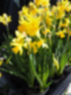 Garden plants