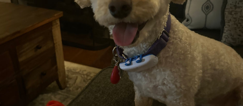 🐾 Introducing: Pets of LFNA