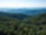 forest hero banner-home.jpeg